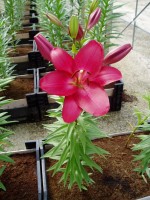 [1660 Tamburo No02.JPG]